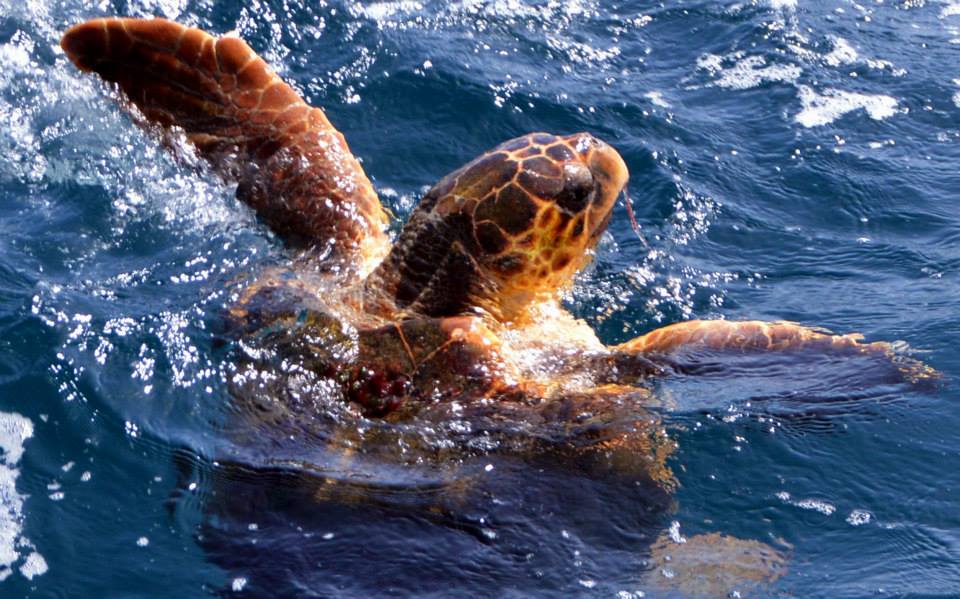 4x4 HD Turtle, Shark, Santa Monica, Sandboarding & Local Taste - Photo 2