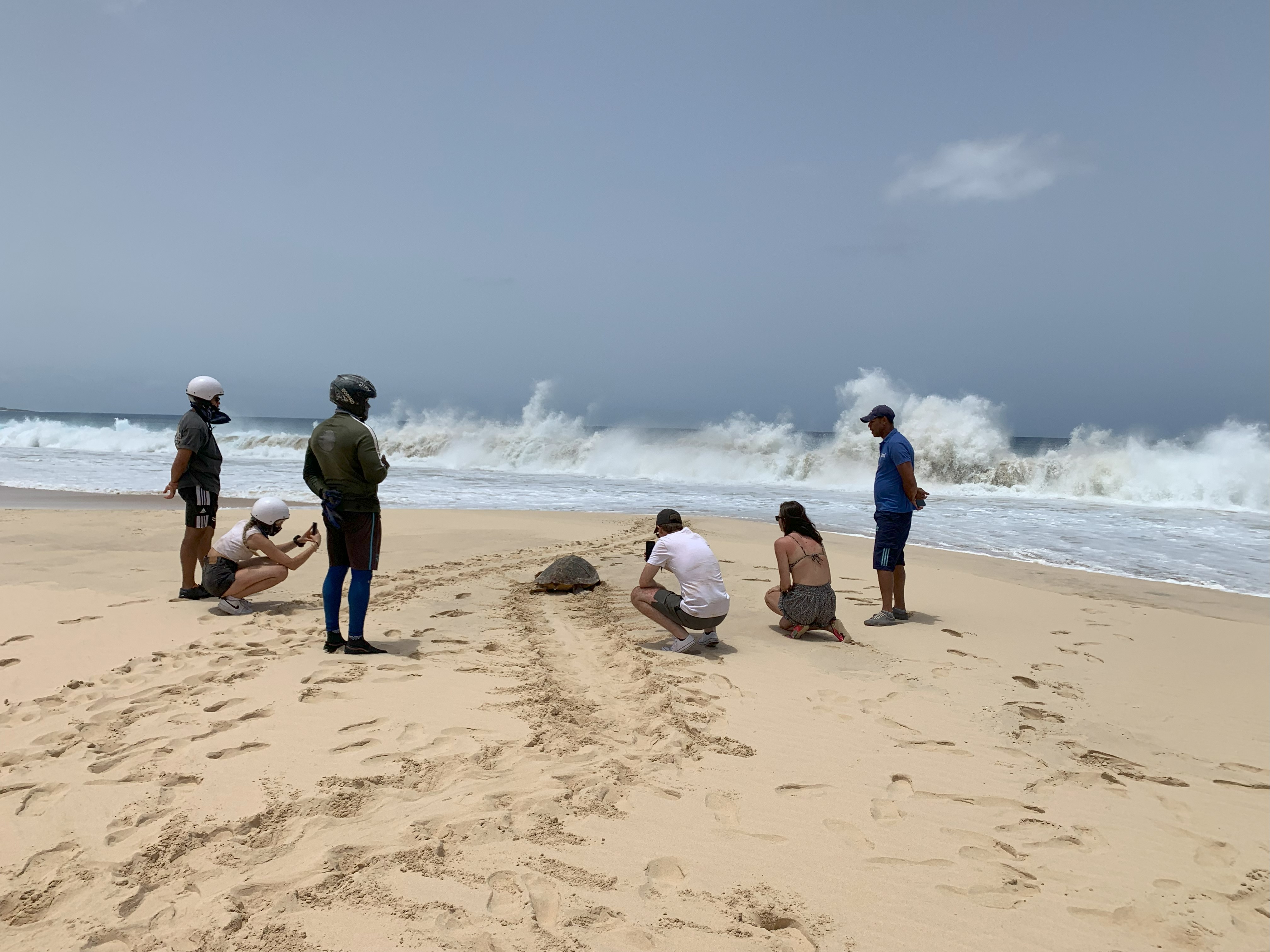 Turtle Watching Expedition - Photo 2