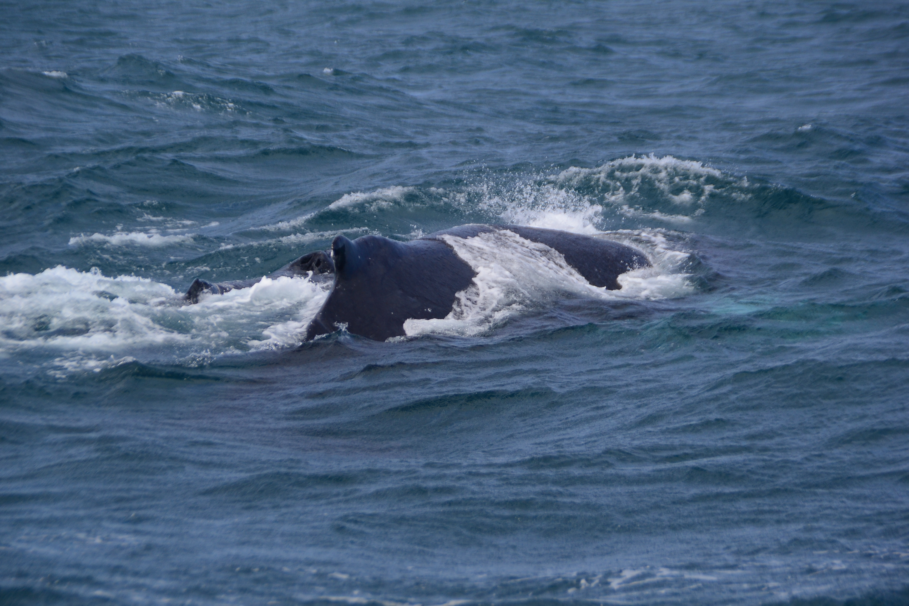 Whale Watching Expedition - Photo 2