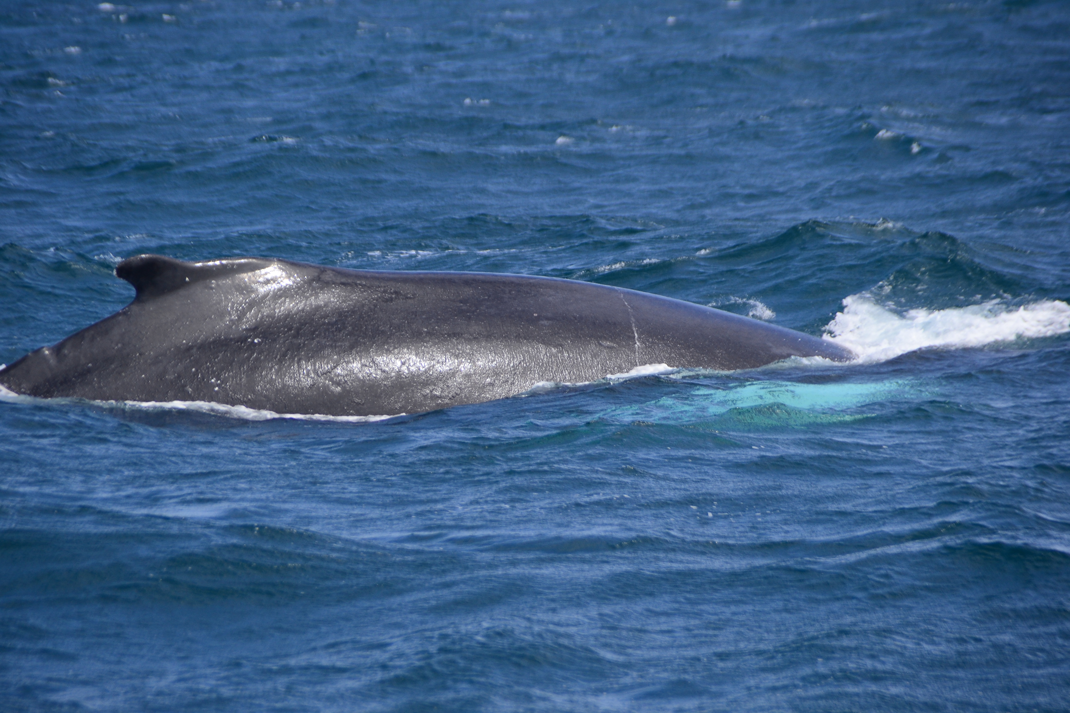 Whale Watching Expedition - Photo 3