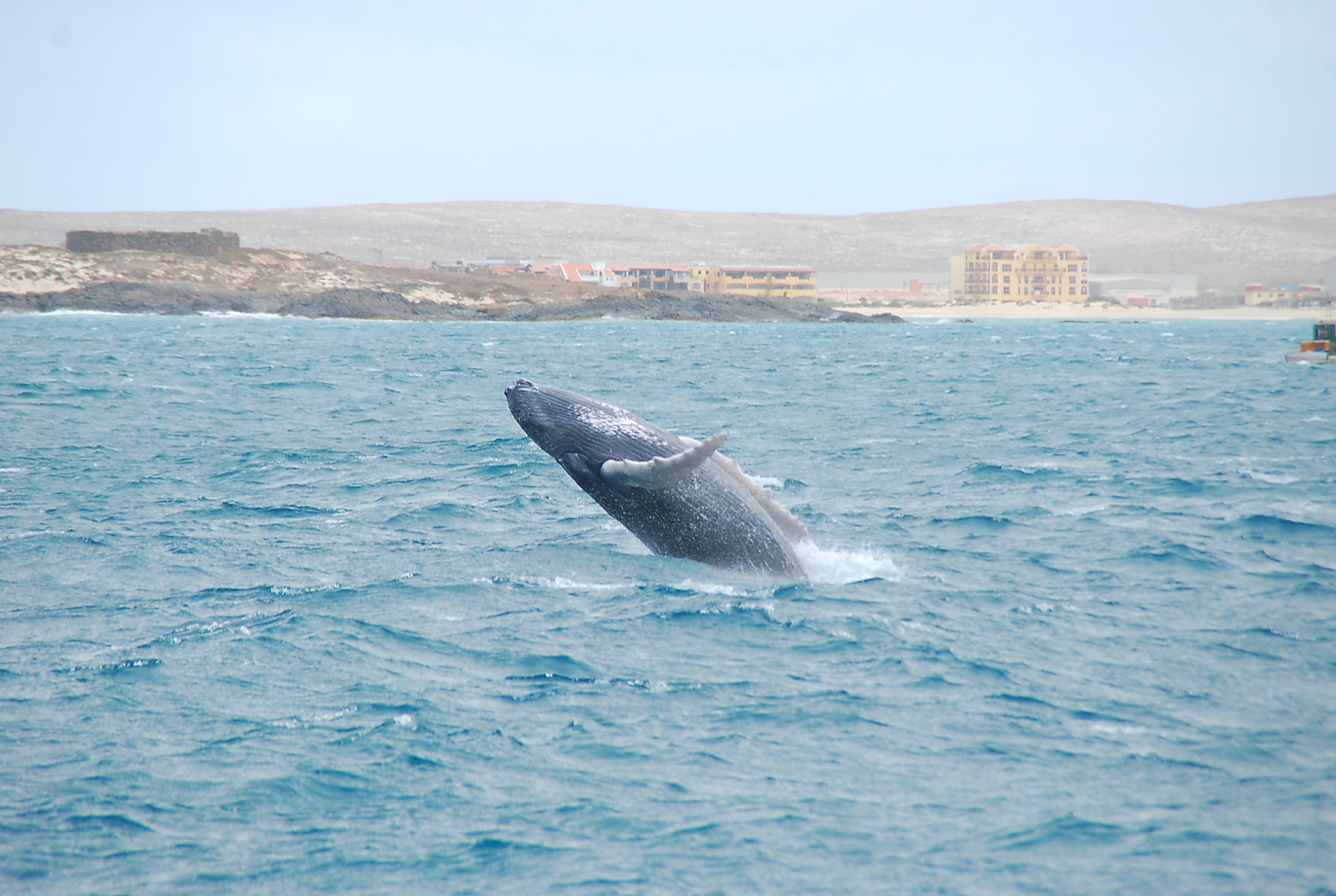 Whale Watching Expedition - Photo 4